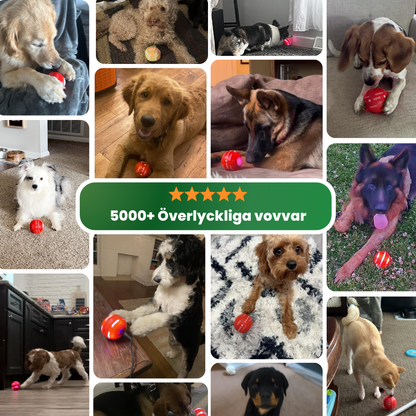 LekGlädje Boll – Håll din hund aktiv och lycklig utan ansträngning